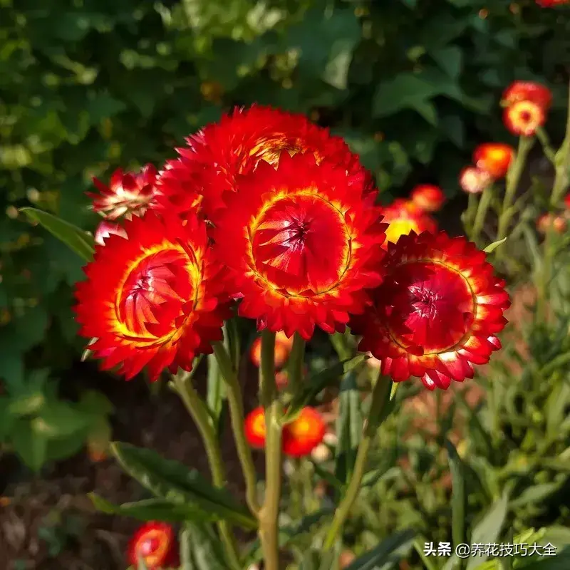 菊花的资料（这种菊花有七彩的颜色）