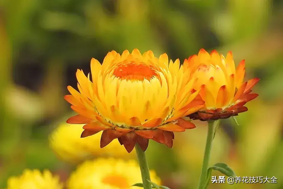 菊花的资料（这种菊花有七彩的颜色）