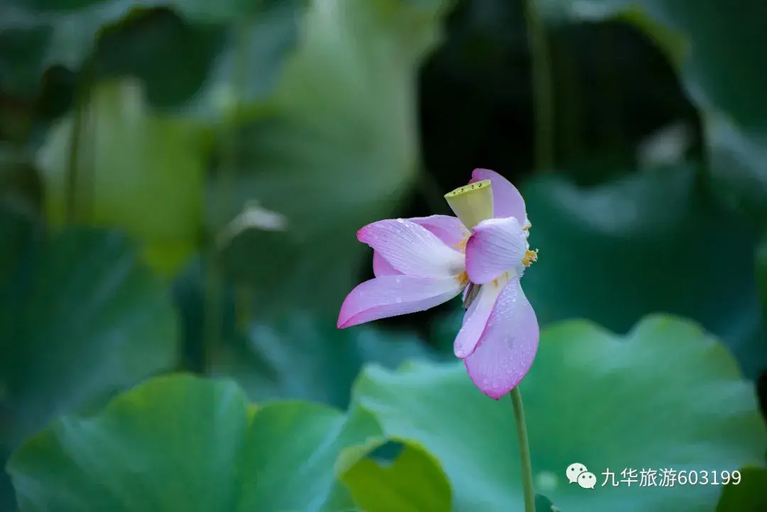 九华旅游（7月，一定要来一次九华山）