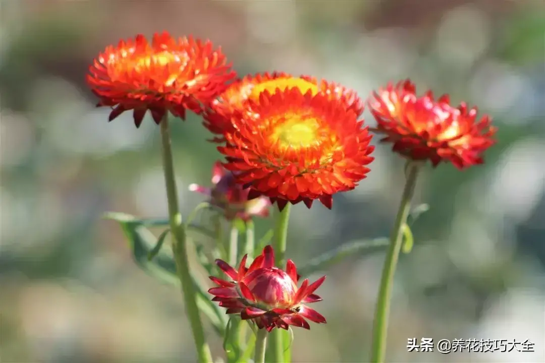 菊花的资料（这种菊花有七彩的颜色）