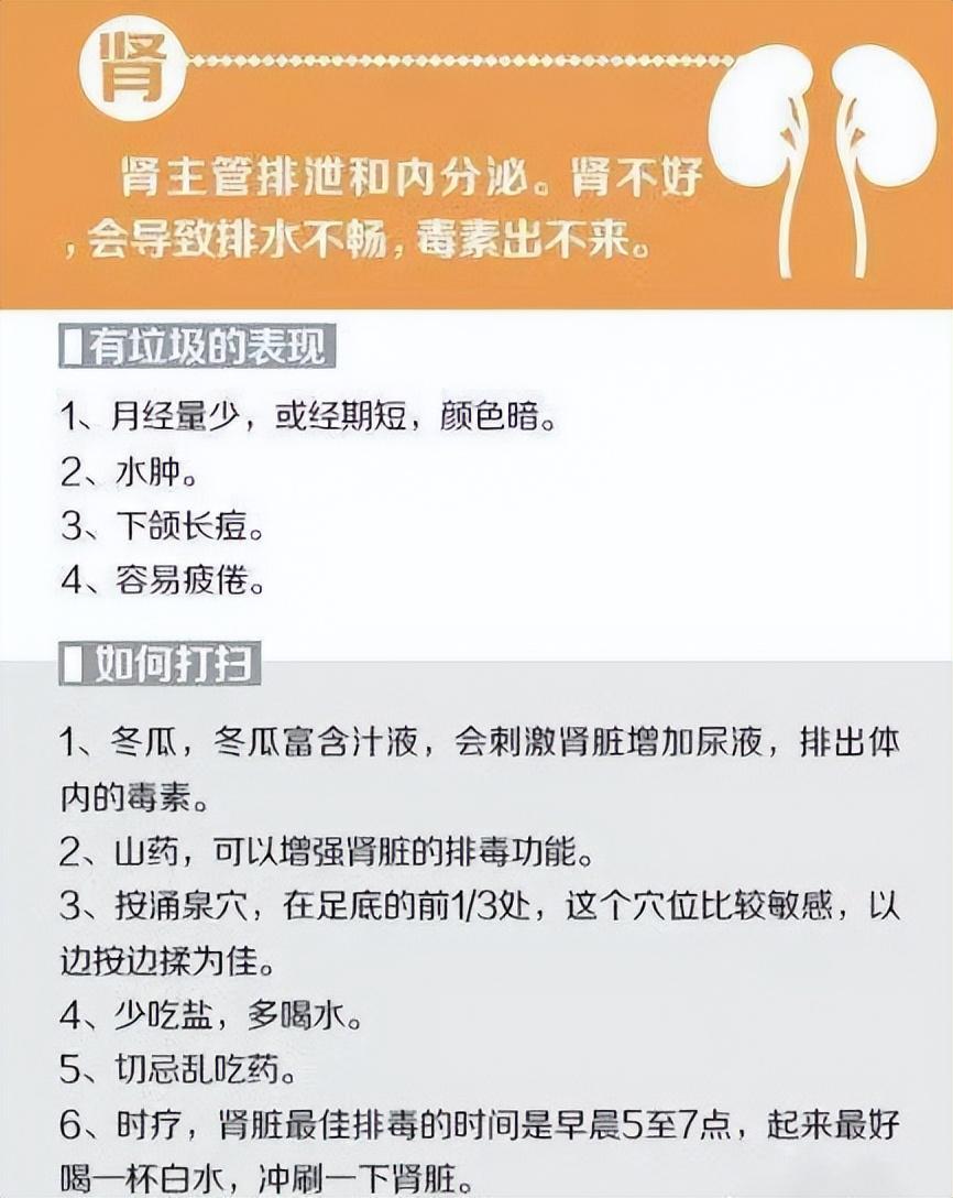 人体解剖图五脏六腑高清图片（人体五脏六腑器官分布图）