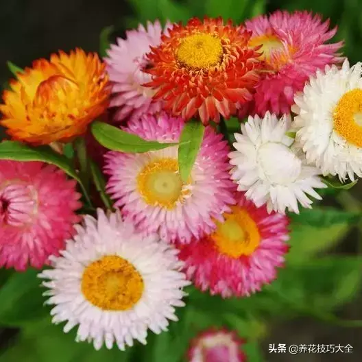 菊花的资料（这种菊花有七彩的颜色）