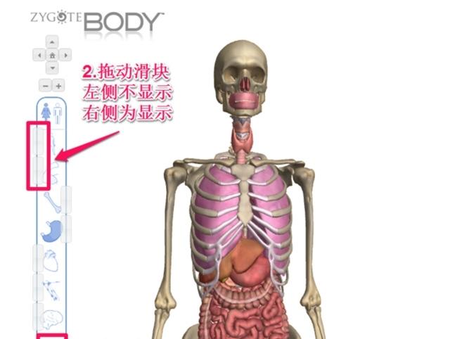 谷歌人体（使用谷歌人体浏览器看看你的内在）