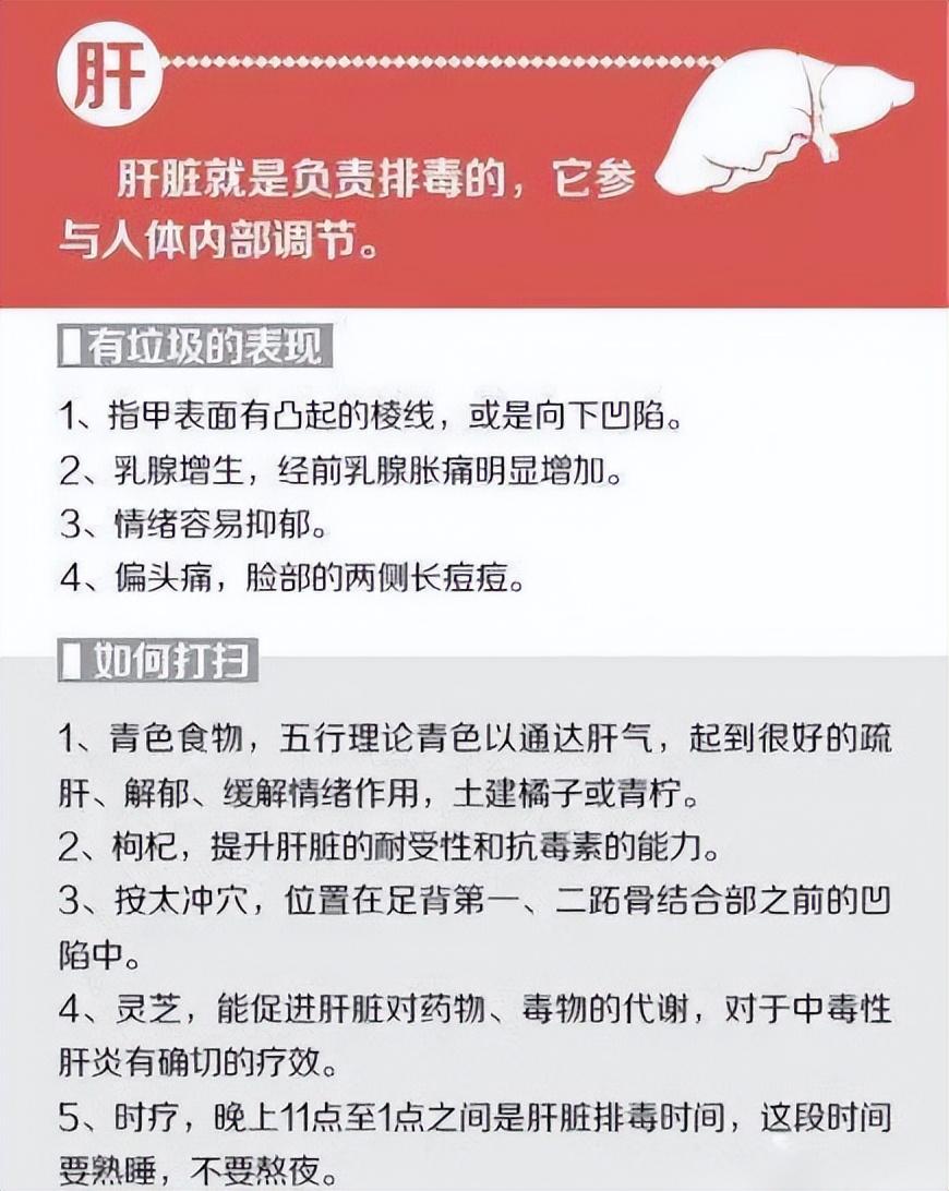 人体解剖图五脏六腑高清图片（人体五脏六腑器官分布图）