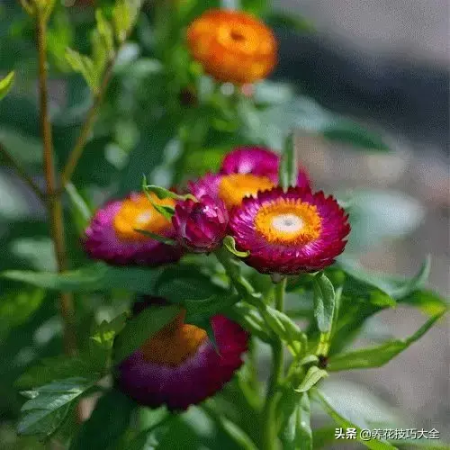 菊花的资料（这种菊花有七彩的颜色）