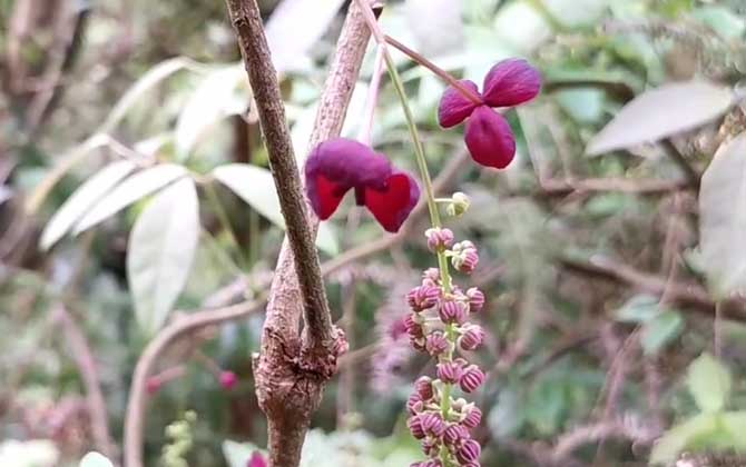 藤蔓植物